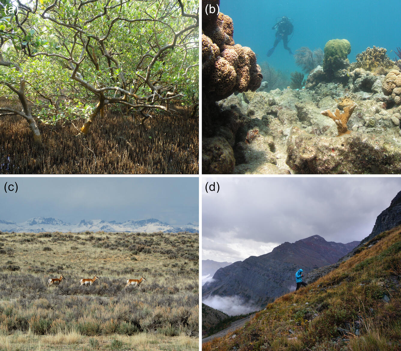 Photos of coastal wetland, coral reef, dryland, and alpine ecosystems