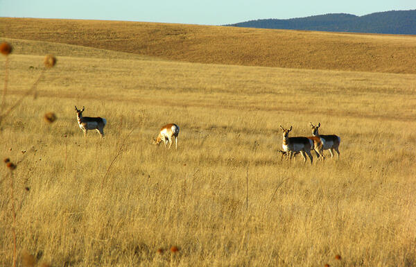 Pronghorn