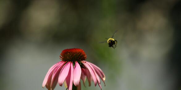 Image: Pollinator Flight