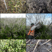 Photos of black mangrove freeze damage (upper and middle photos), recovery (middle photos) and resistance (lower photos) 