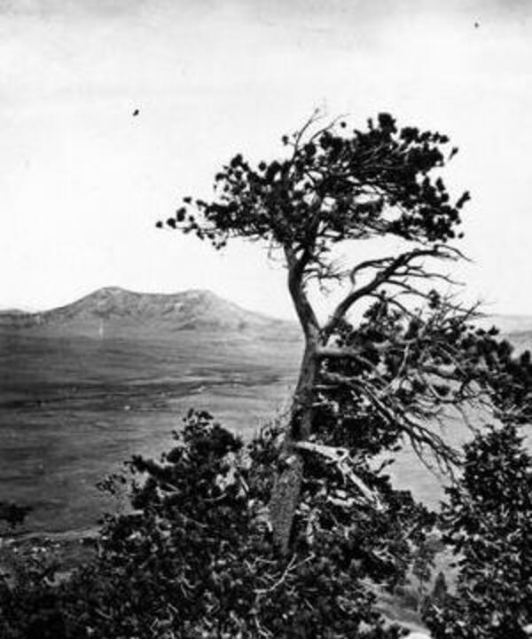 Tree study on tableland, near Palmer Lake, CO - thumbnail