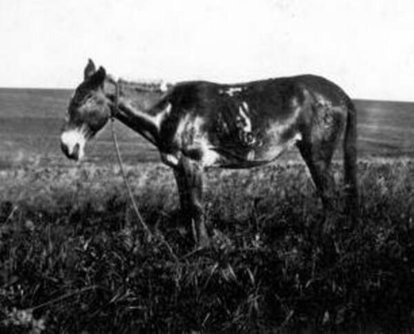 Pack Mule - thumbnail