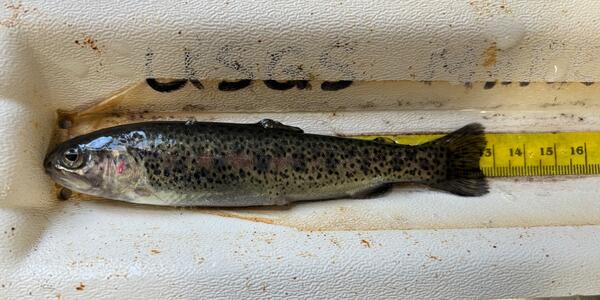 cutthroat trout with black spots being measured