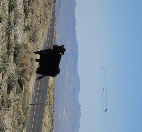 Image shows a cow standing in the foreground with a helicopter towing geophysical data collecting equipment with mountains 