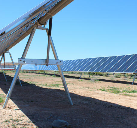 A desert tortoise in the shade of a solar panel at the Gemini Solar Project site