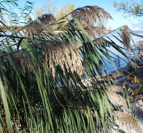 Phragmites at Crane Creek