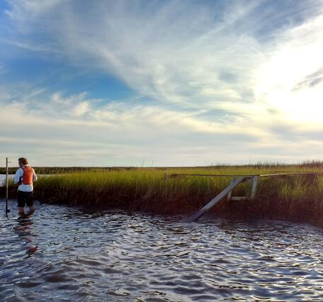 Three scientists stand in the water near a grassy marsh shoreline