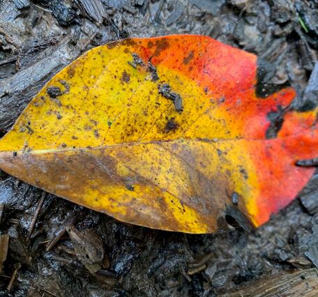 Autumn leaf in reds, yellow, brown laying on wet pavement