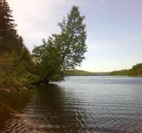 Ripples on Lake Richie near Portage Trail at Isle Royale National Park with tree growing strangely over water.