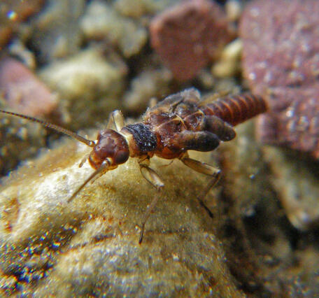 A meltwater stonefly larva (Lednia tumana) sits on a cobbled snow fed stream in Glacier National Park. 