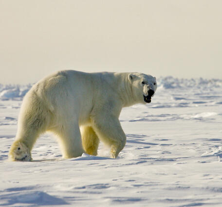 Large polar bear